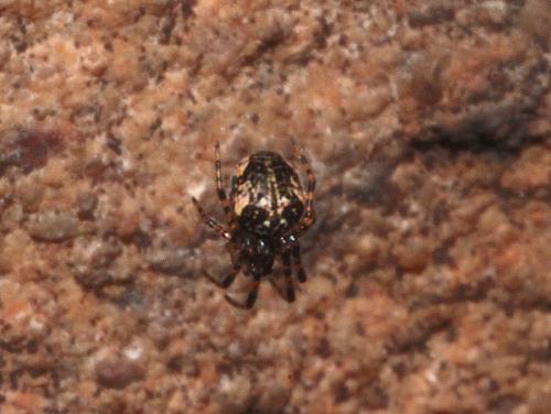 Réf. 296 247 : Metellina merianae
